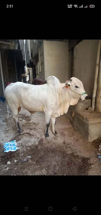 cow qurbani 2026