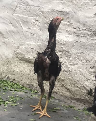 Aseel Dragen Pakoya 1 M