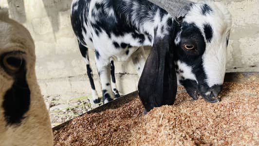 Slam kurbani ka bakra khssi ni ha 12mant ka ha final 85k