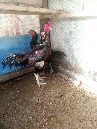 aseel pair for sale