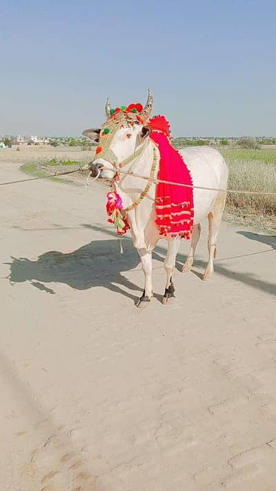 Sacrificial animals for sale
