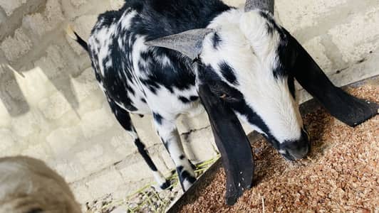 Bakra 12mant ka Khassi ni ha ghar ka pala huwa ha kurbani ka Jan war