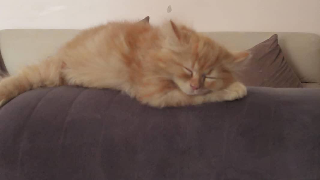 2 kittens 0