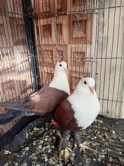 Karbalai pigeon kabuter pair