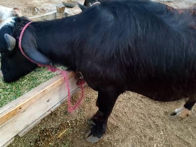 Buffalo (Katti) Available For Qurbani