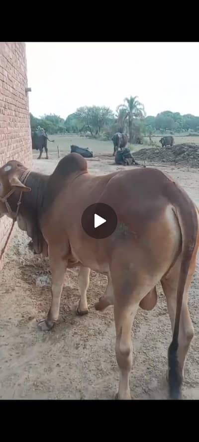 Red bul