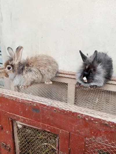 Fancy rabbit pair