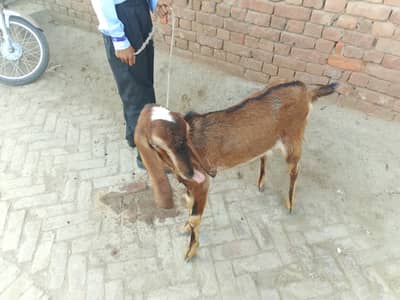 Qurbani 2026 ka Bakra (Dunda)