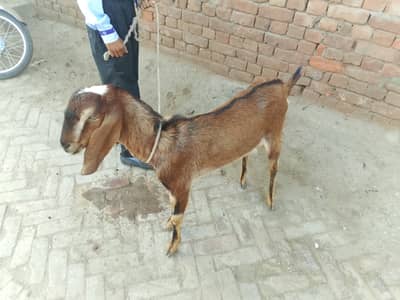 Qurbani 2026 ka Bakra (Dunda)