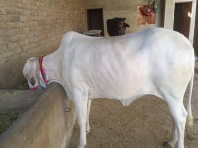 Sale Qurbani