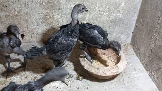 Dragon Aseel chicks