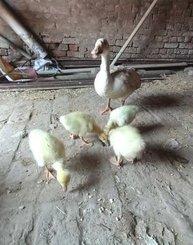 ducks