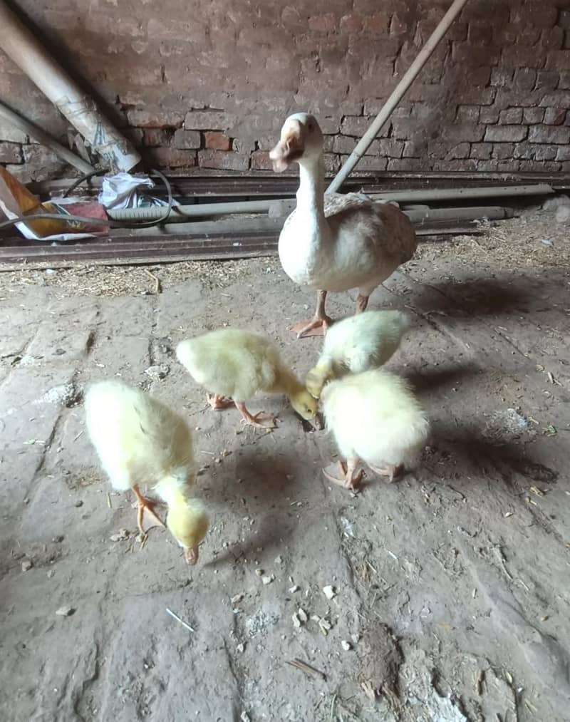 ducks 0
