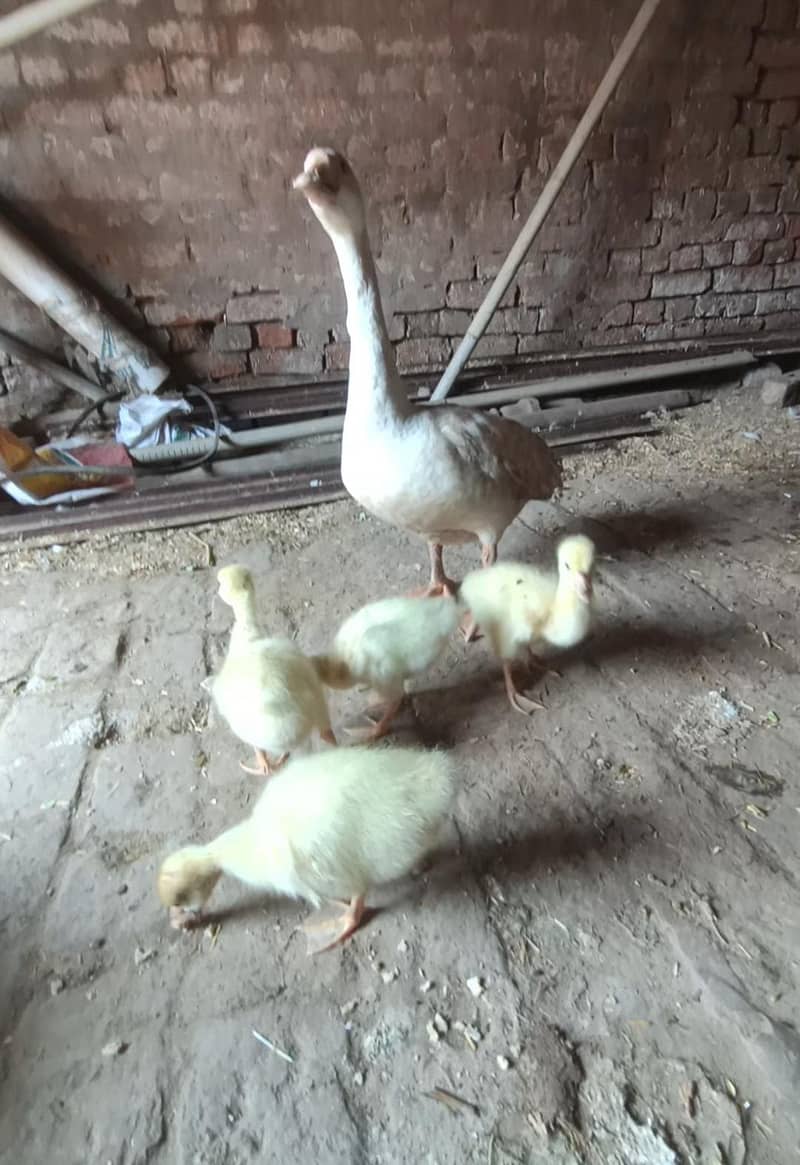 ducks 1