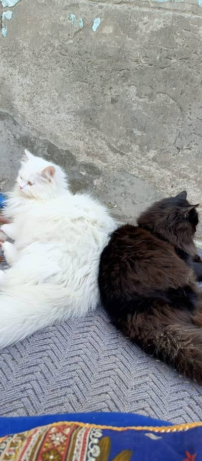 suzzi and jogno