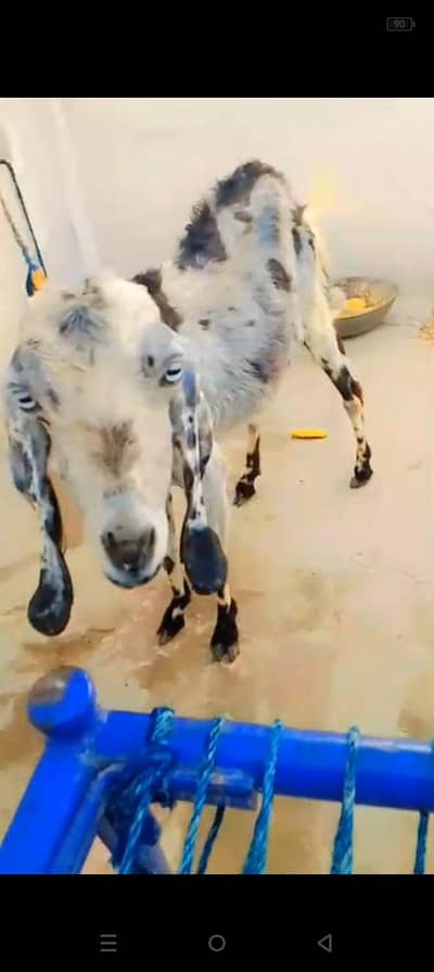 Qurbani ka lia dasi bakri