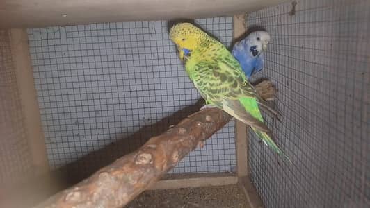 exhibition bujri breeder pair and pied dove Breeder pair