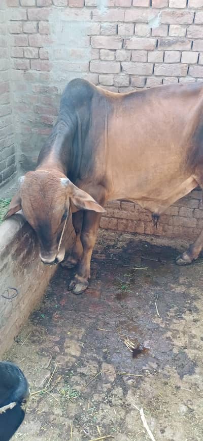Qurbani KY Lia  sale