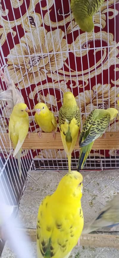 Budgie pathy pair price 1000