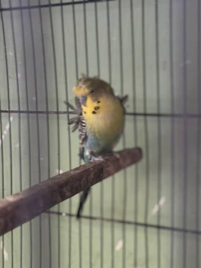 Hogo budgies