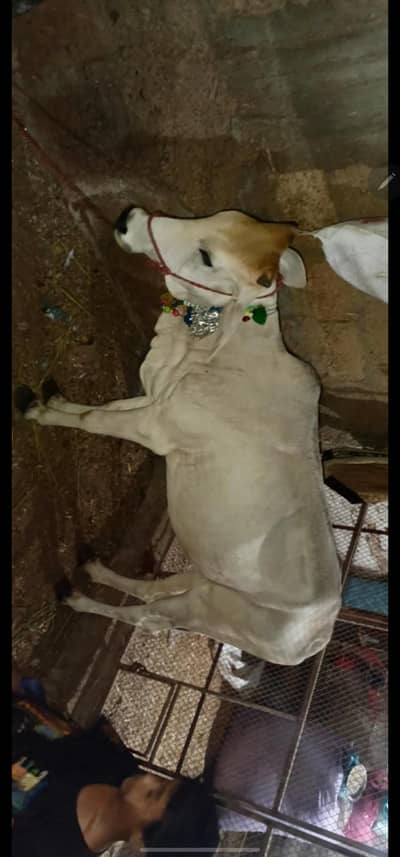 bachia for sale 2 dant