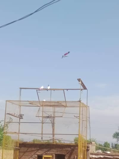 گولڈن ٹیڈی کمگر مکس