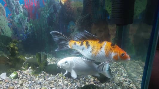 Active & Healthy playful Koi fish PAIR