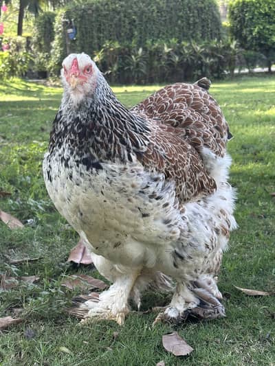 Salmon Brahma Chicks | Light Columbian Brahma Chicks
