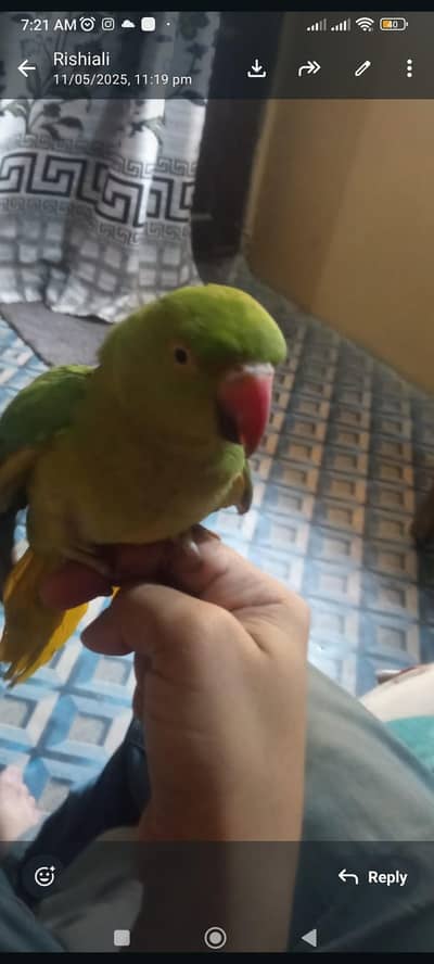 female handtamed parrot