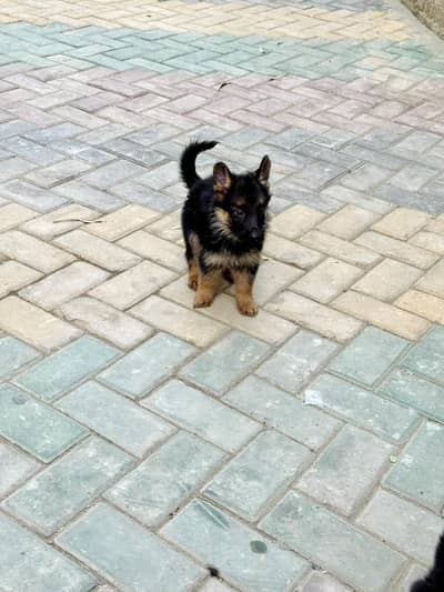 German Shepherd Long Coat Puppies for Sale