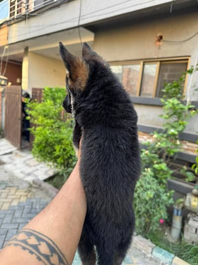 German Shepherd Long Coat Puppies for Sale
