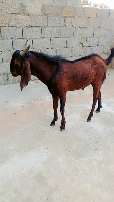 Beautiful Sultan