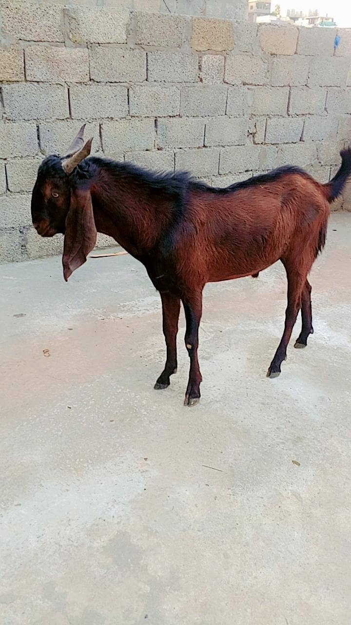 Beautiful Sultan 0