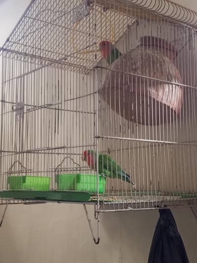 birds for sale pair
