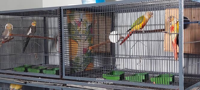 Original Pineapple Conures Pair for Sale