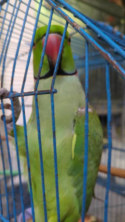 parrot  bohat hi piyary Hain