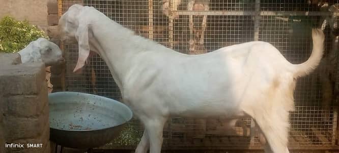bakra for sale 0325=1342=598