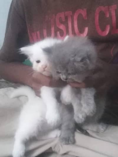kittens For sale
