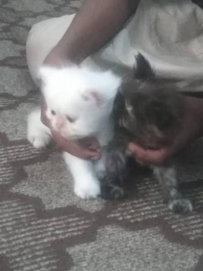 kittens For sale