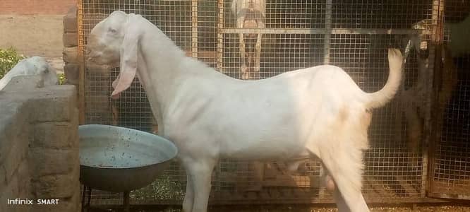 bakra for sale 0325-1342-598