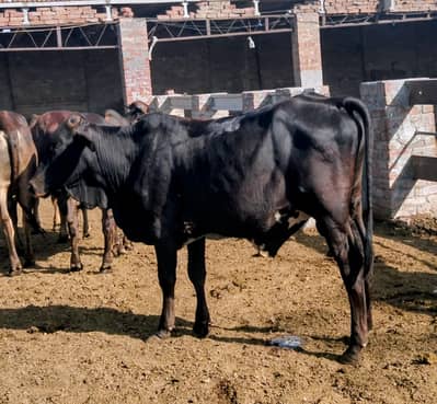 Bulls for sale