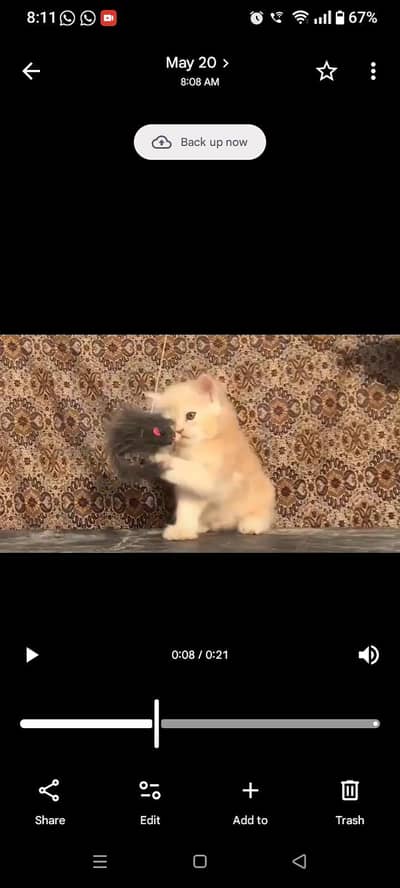 Persian Phawn kitten