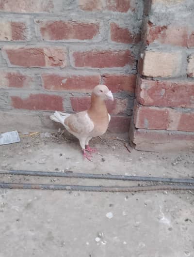 Zard babra qasid male old blood line