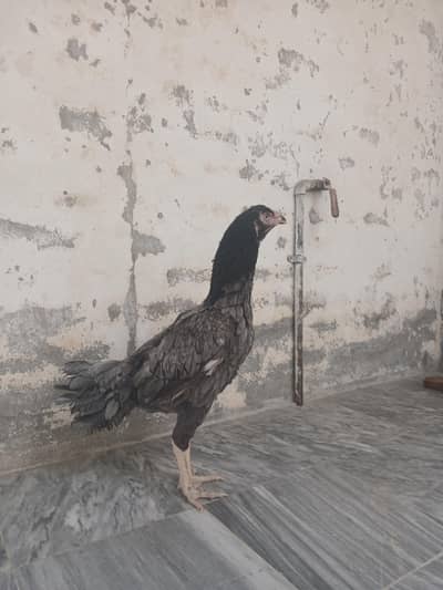 Salathi Madi Final Price No bargining