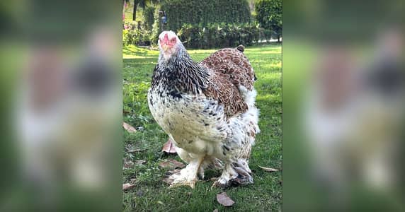 Salmon Brahma Chicks | Light Columbian Brahma Chicks