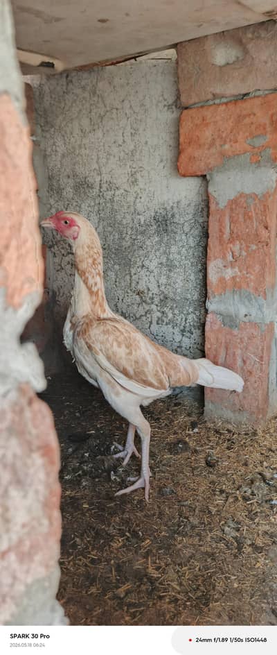 Beautiful white hen
