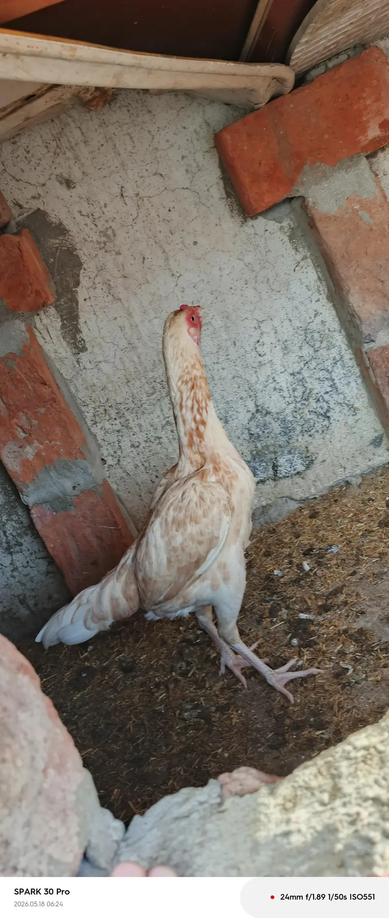 Beautiful white hen — photo 2