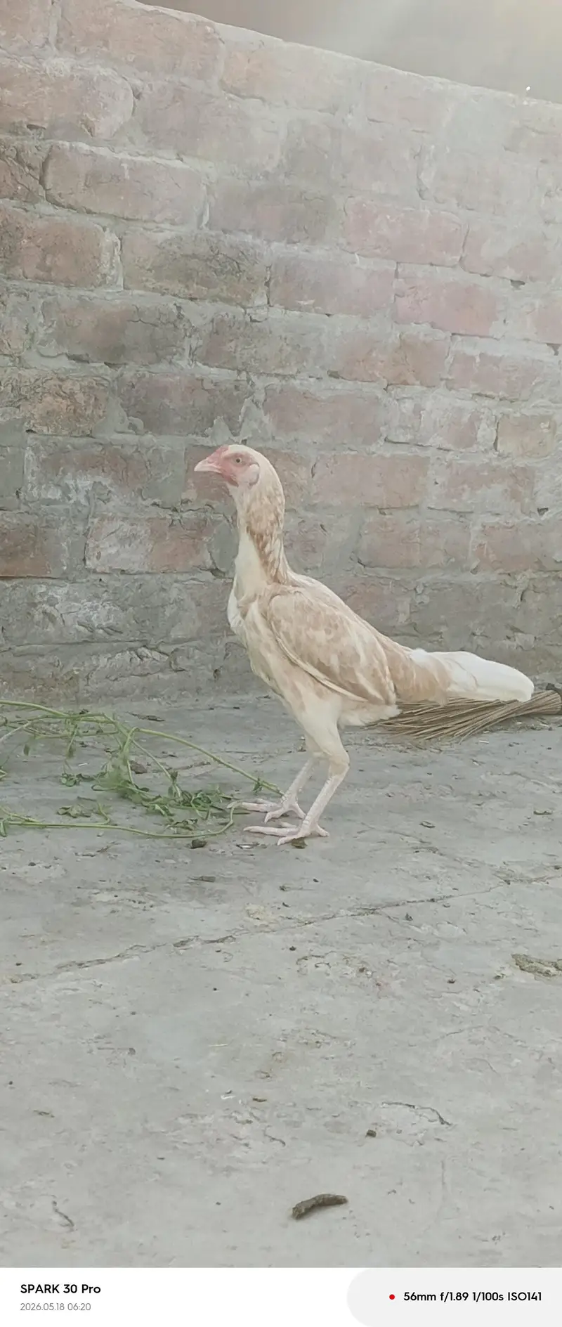 Beautiful white hen — photo 8