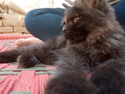sweety for sale