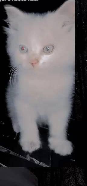 cute baby cats